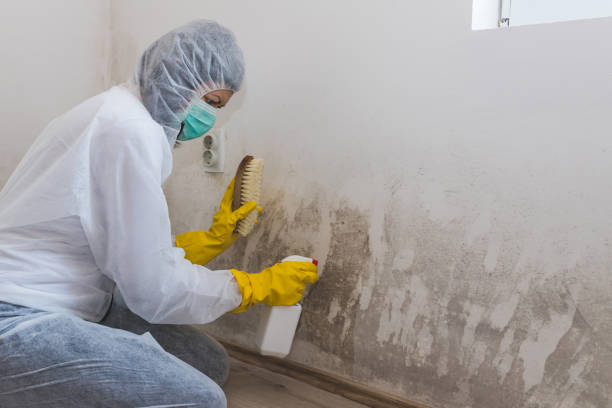 Best Black Mold Removal  in Krugerville, TX
