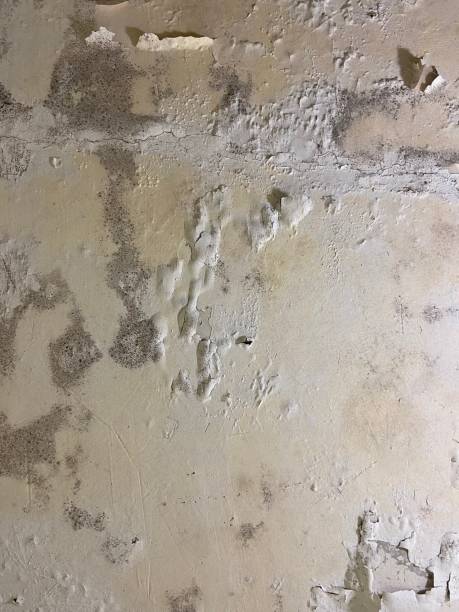 Best Same-Day Mold Removal  in Krugerville, TX