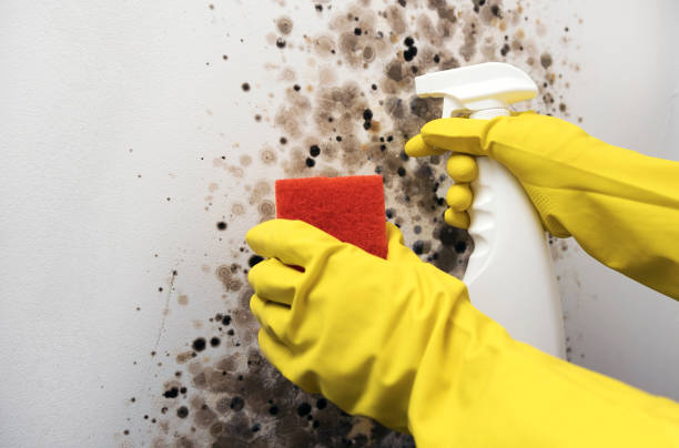 Best Professional Mold Removal  in Krugerville, TX