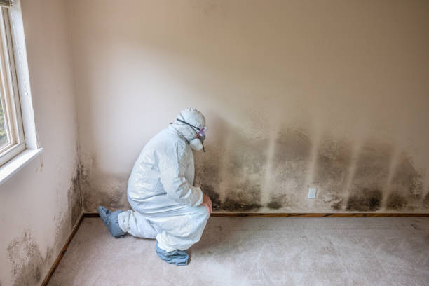 Best Mold Damage Repair  in Krugerville, TX