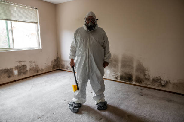 Best Attic Mold Removal  in Krugerville, TX