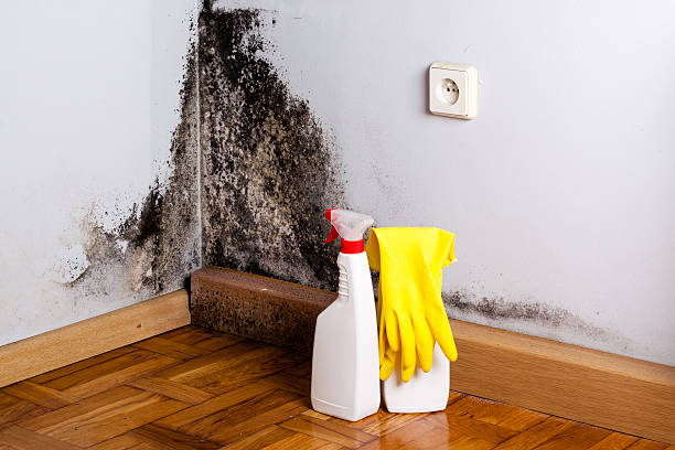 Best Mold Remediation Experts  in Krugerville, TX