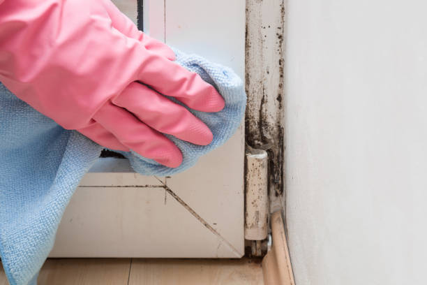 Best Fast Mold Removal  in Krugerville, TX