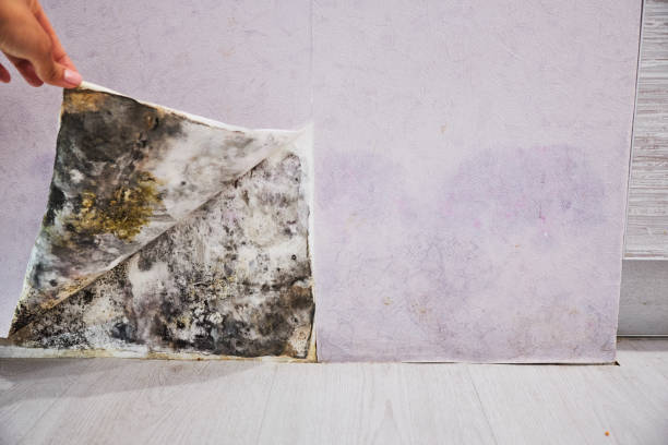 Professional Mold Removal in Krugerville, TX